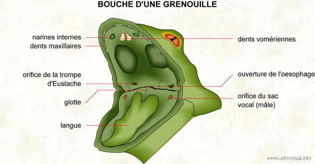 Bouche d'une grenouille (Dictionnaire Visuel)